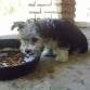 comiendo